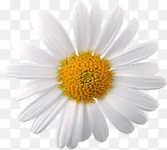 白色唯美清新花朵植物装饰