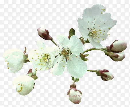 白色花朵植物花苞