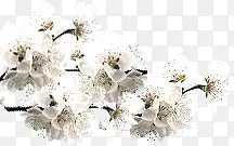 白色花朵白色桃花