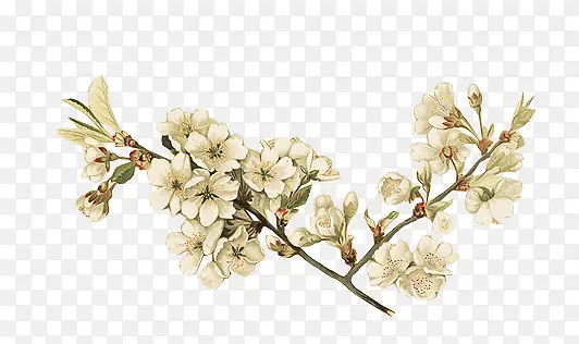 手绘复古白色花朵树枝