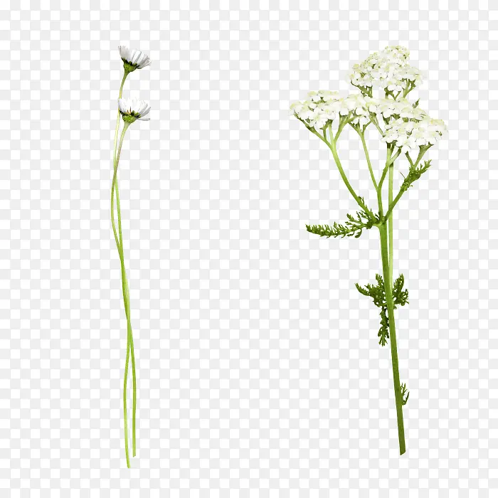 白色小花白色花朵植物