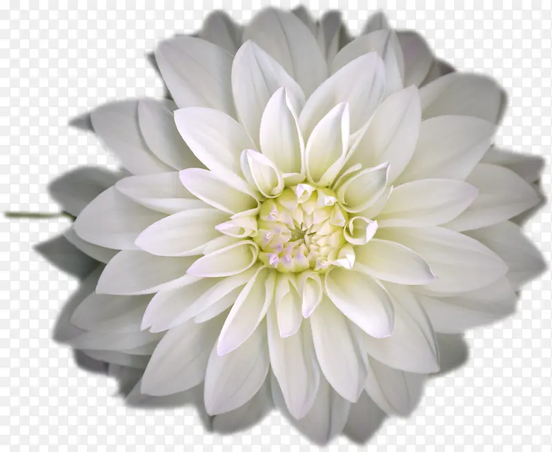 白色多层花朵创意