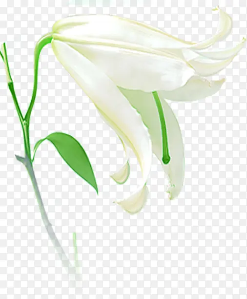 高清白色花朵装饰