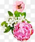 绿叶粉色白色花朵