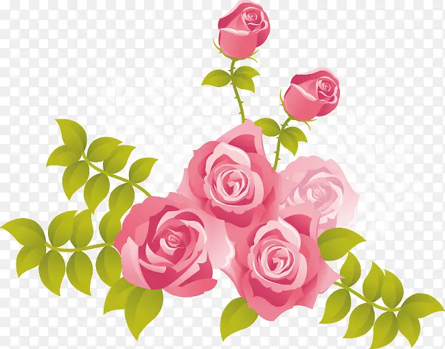 粉色玫瑰 玫瑰花 鲜花