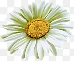 白色雏菊花朵素材