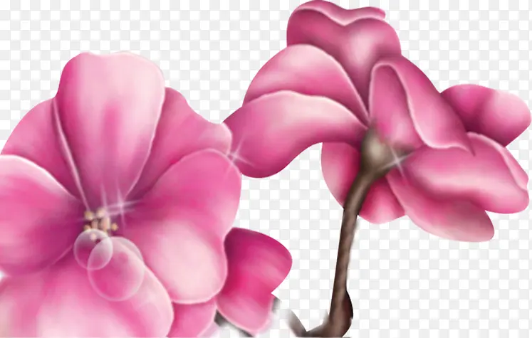 中秋节手绘粉白色花朵