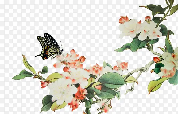 树枝白色花朵蝴蝶