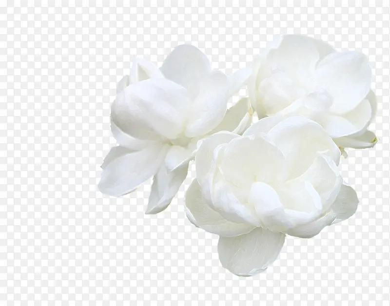 高清白色花朵茉莉