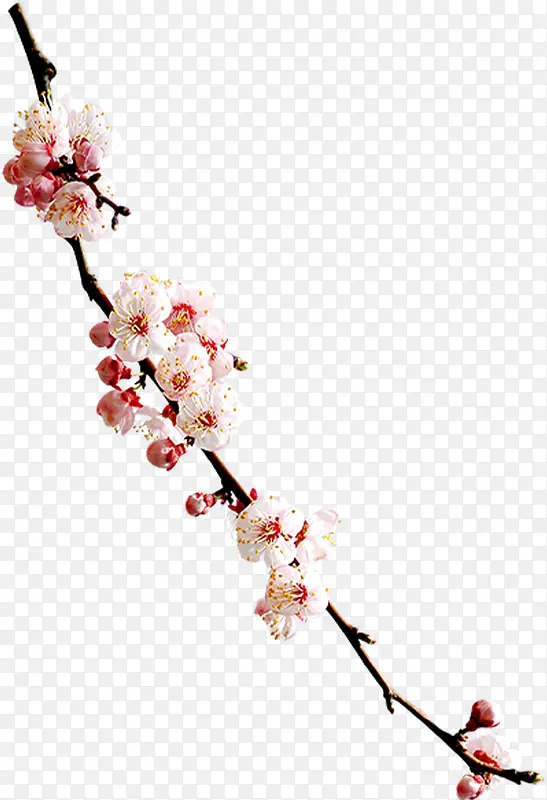 白色梅花中国风花朵
