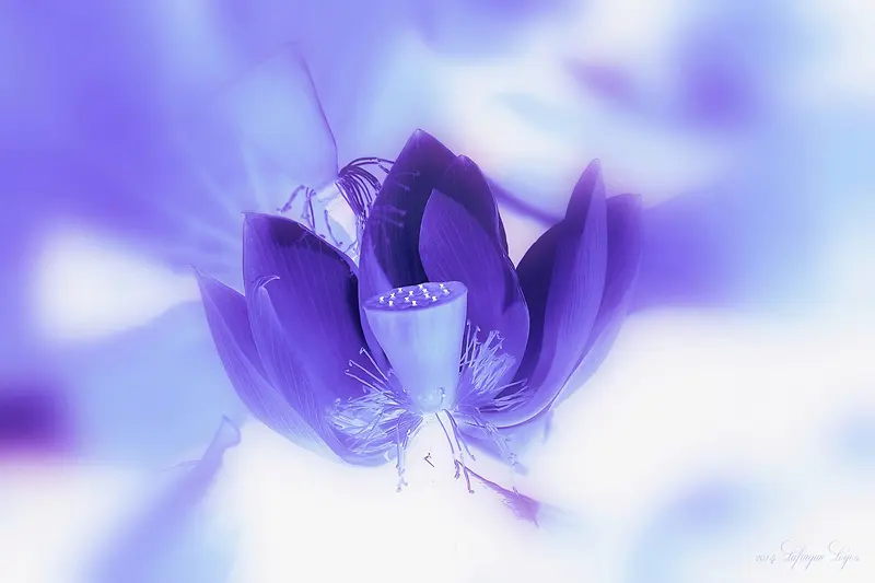 紫白色梦幻模糊花朵