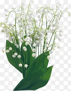 白色花朵透明桌面
