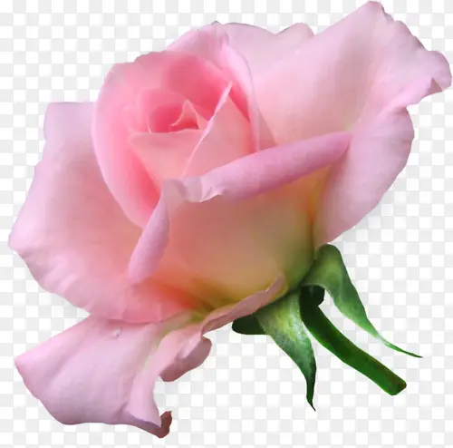 粉色盛开玫瑰花侧面