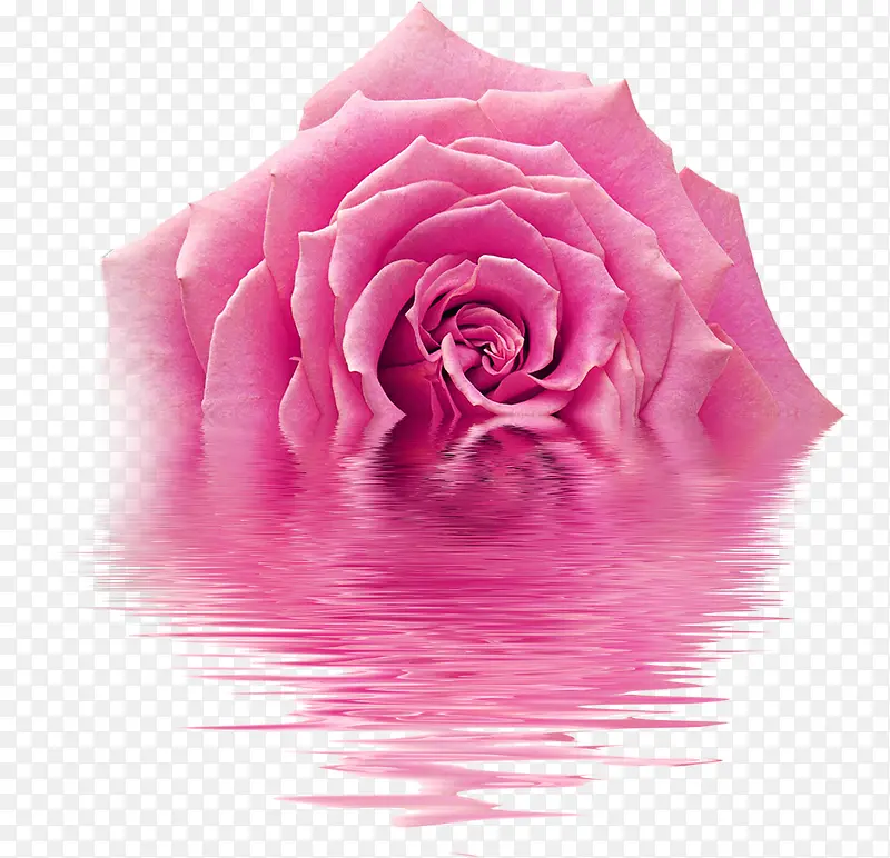 粉色玫瑰花高清壁纸
