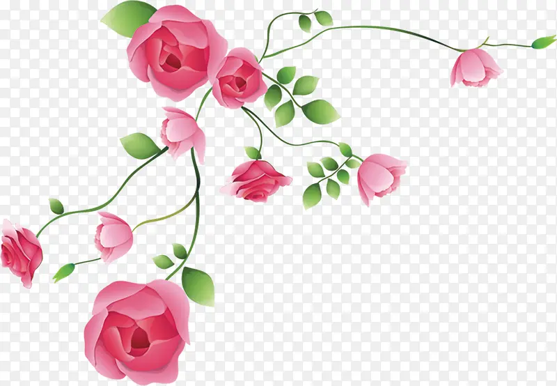 粉色玫瑰花手绘素材