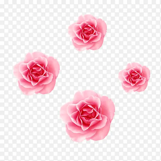 清新唯美粉色玫瑰花