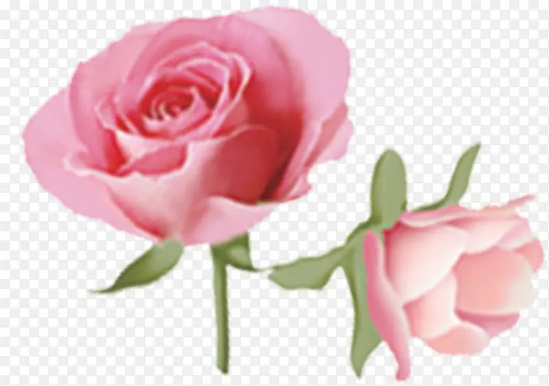 粉色柔美玫瑰花