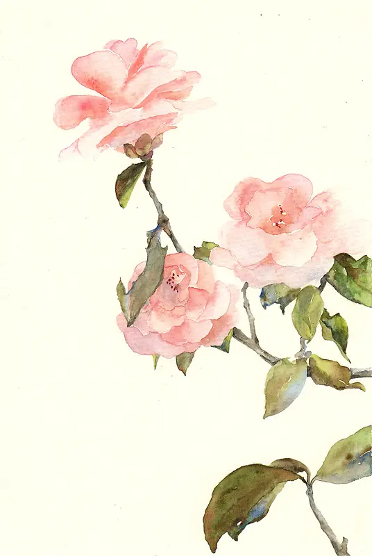 手绘玫瑰花粉色花朵