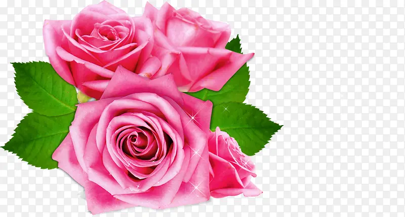 粉色玫瑰花 情人节元素