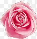 粉色玫瑰花朵七夕情人节