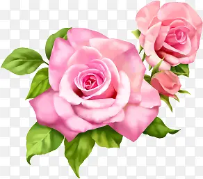 粉色鲜艳玫瑰花