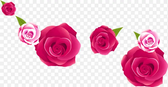 粉色玫瑰花朵七夕