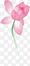 手绘粉色玫瑰花