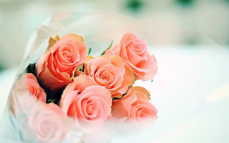 一束玫瑰花粉色玫瑰