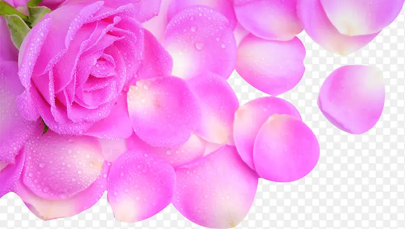 粉色娇艳水珠玫瑰花