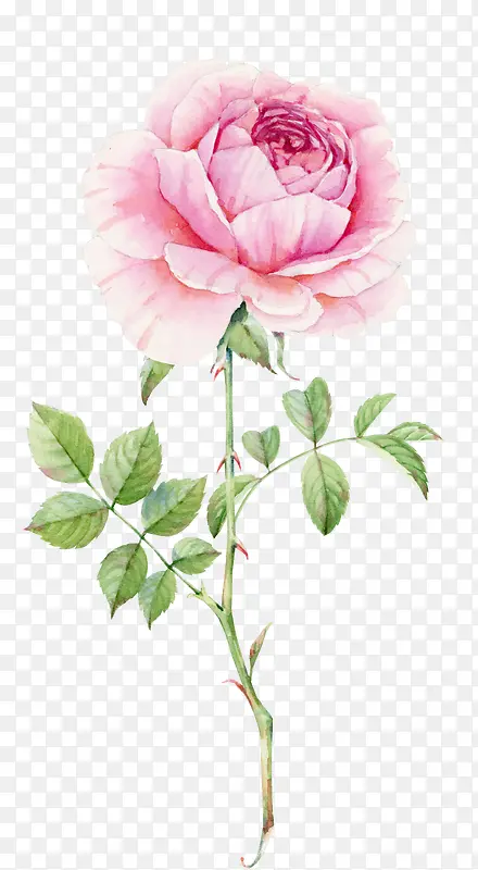 粉色水彩细腻玫瑰花