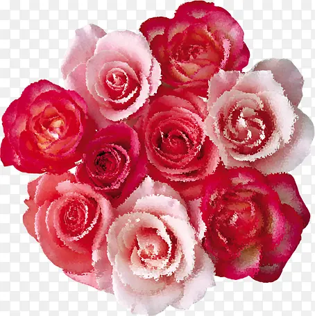 红色粉色玫瑰花七夕情人节