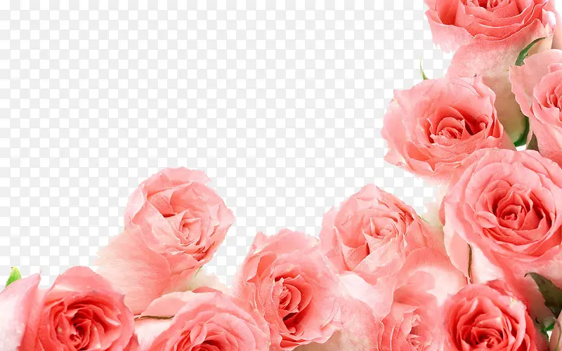 粉色装饰边框玫瑰