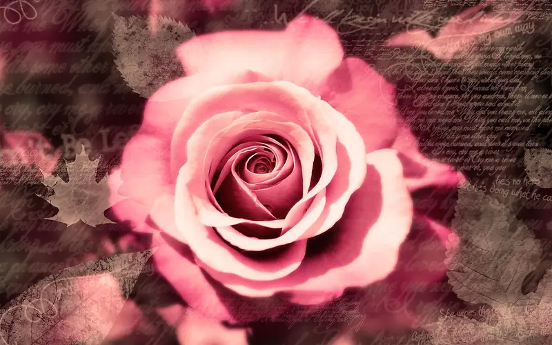 唯美粉色玫瑰花壁纸