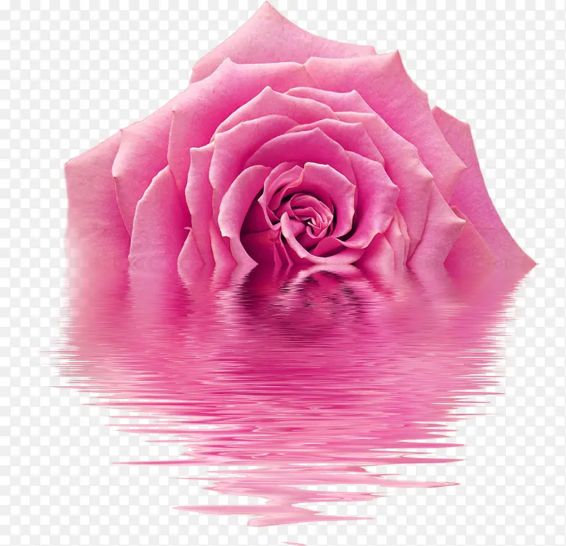 高清粉色玫瑰花图片