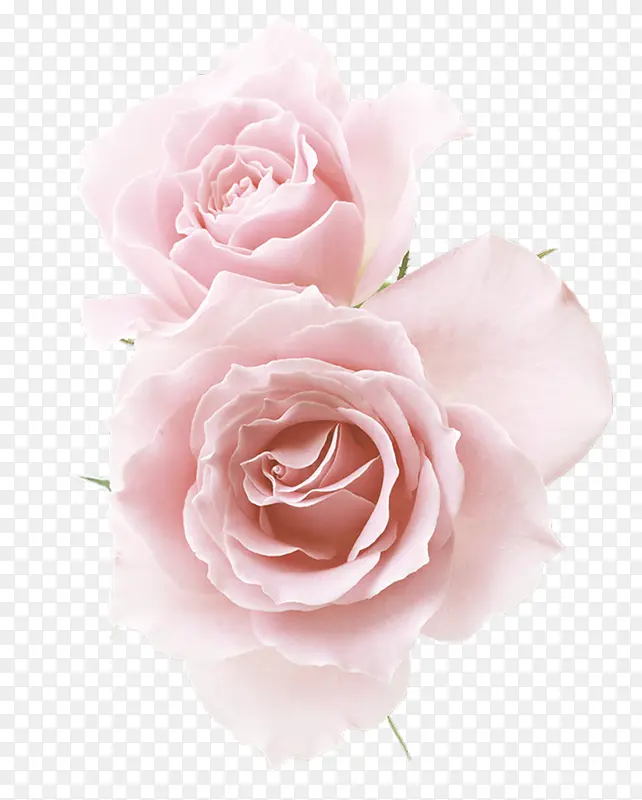 粉色玫瑰花鲜花装饰图案