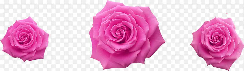 粉色玫瑰花壁纸设计