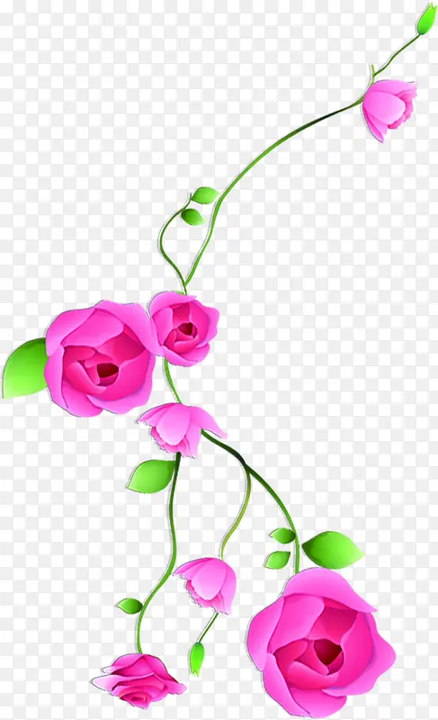 粉色温暖玫瑰花植物