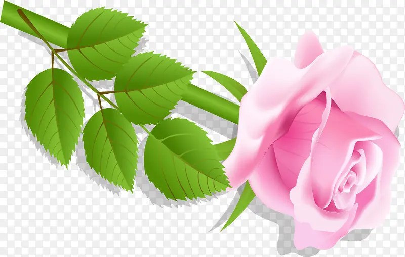 手绘粉色玫瑰花图案
