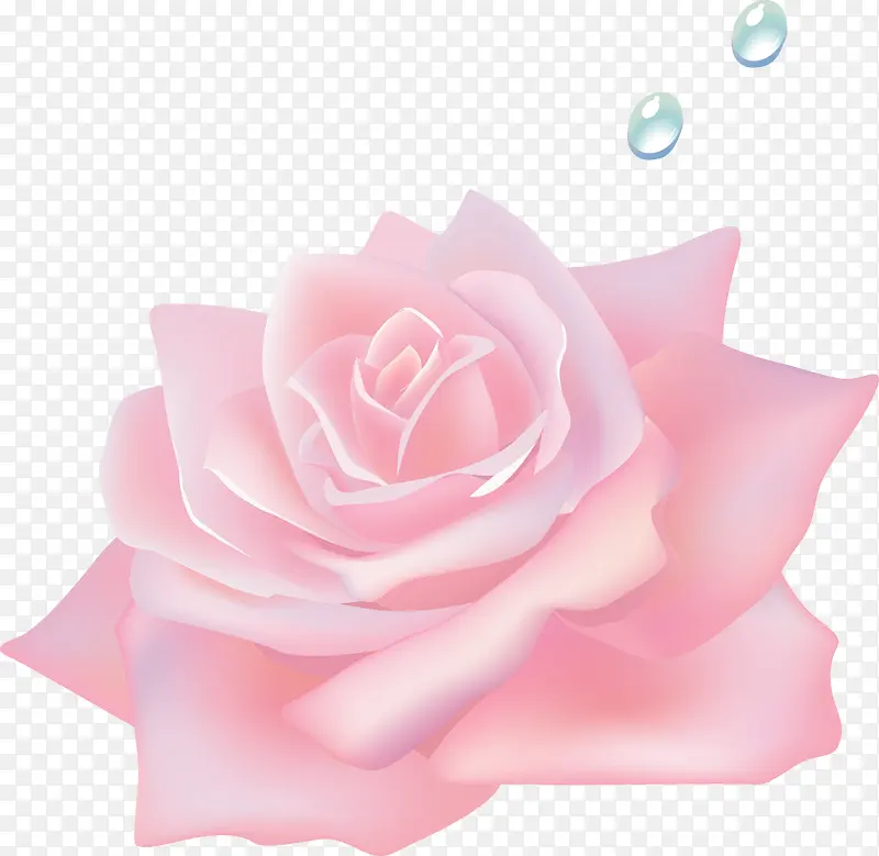 粉色玫瑰花花朵
