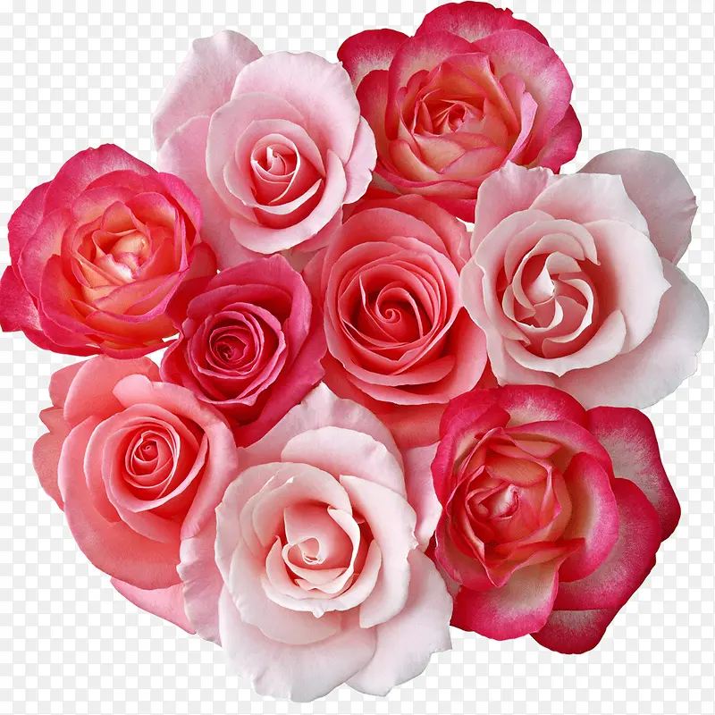 粉色红色玫瑰花