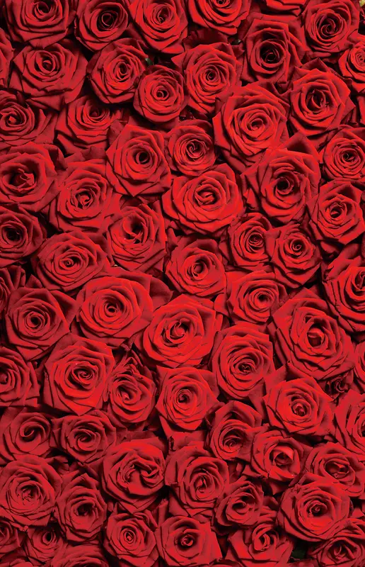 海报活动红色玫瑰花