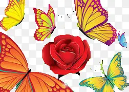 花与碟