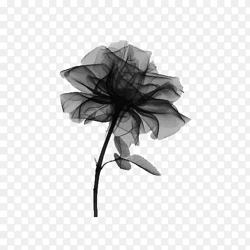 黑色沙玫瑰花