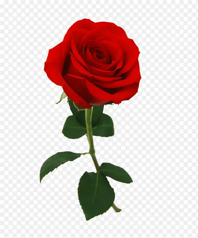 情人节玫瑰花红色浪漫花朵