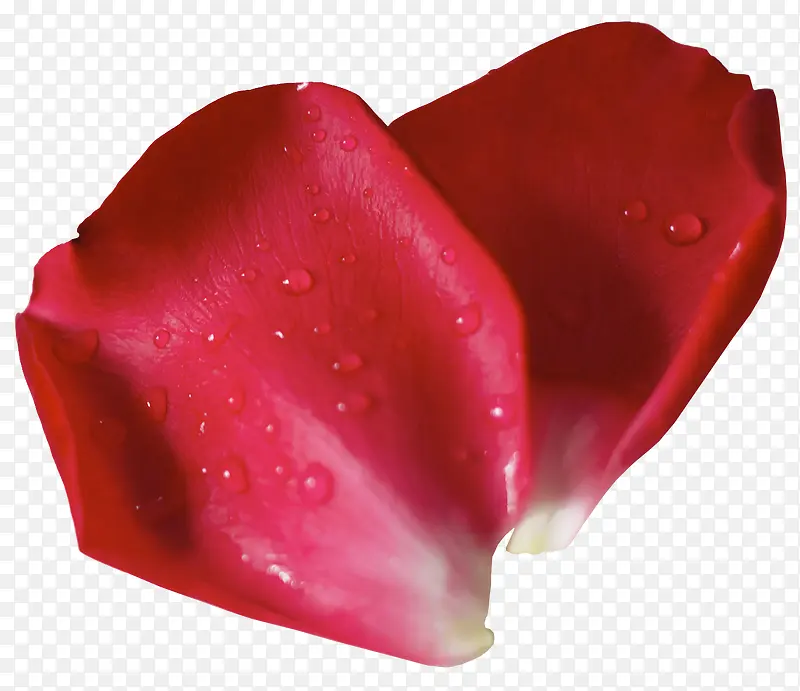红色浪漫植物玫瑰花