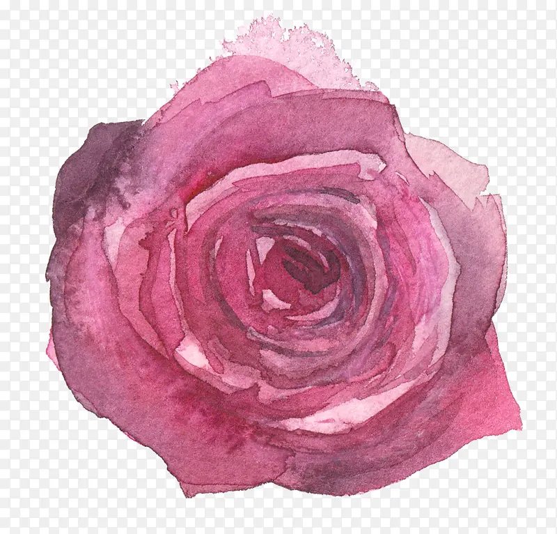 水彩手绘紫色玫瑰花花朵