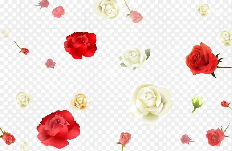 多样多彩的玫瑰花