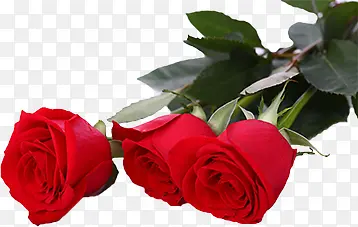 红色卡通植物玫瑰花情人节