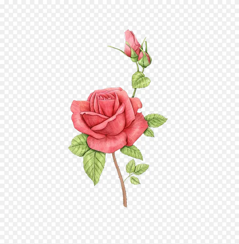 卡通粉红色玫瑰花