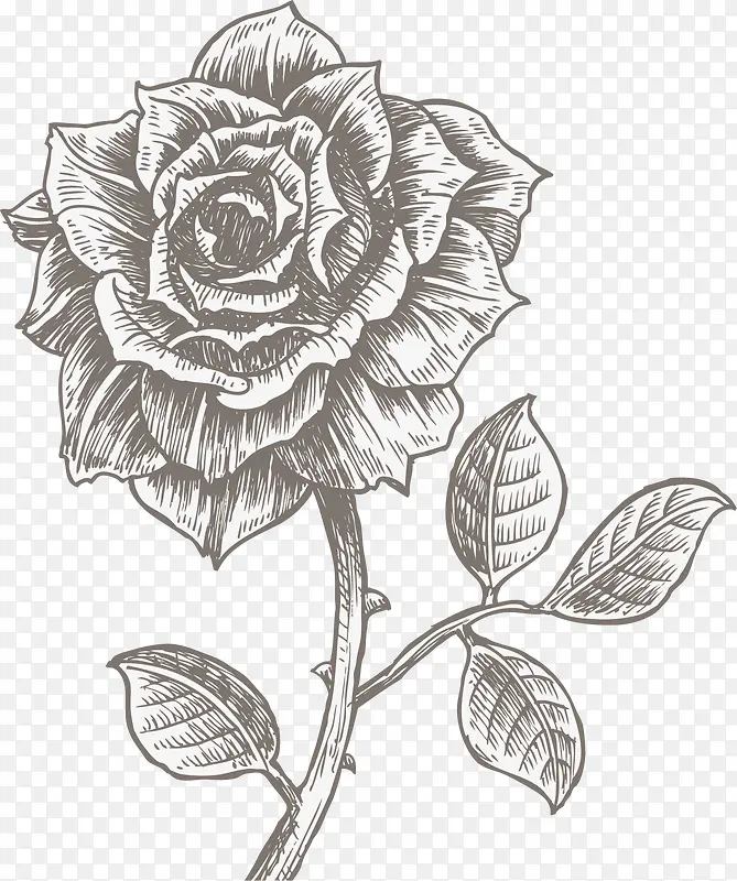 素描玫瑰花装饰矢量图